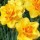 N. 'Double Event' is a bulbous perennial with double, pale-lemon flowers with darker yellow centres in spring. Narcissus 'Double Event' added by Shoot)