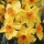 N. 'Falconet' is a bulbous perennial with umbels of yellow flowers with small, orange cups in spring. Narcissus 'Falconet' added by Shoot)