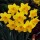 'Fortune' is a bulbous perennial with strap-shaped leaves and single, bright-yellow flowers with orange-yellow cups in spring. Narcissus 'Fortune' added by Shoot)