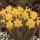 N. 'Golden Rapture' is a bulbous perennial with strap-shaped leaves and single yellow flowers with darker yellow trumpets in spring. Narcissus 'Golden Rapture' added by Shoot)