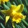 N. 'Grasmere' is a bulbous perennial with strap-shaped leaves and single, pale-yellow, trumpet-shaped flowers in spring. Narcissus 'Grasmere' added by Shoot)