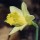 N. pseudonarcissus is a small trumpet daffodil with glaucous foliage and flowers with deep yellow trumpet and pale yellow segments. Narcissus pseudonarcissus added by Shoot)