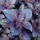 Ocimum basilcum purpurea