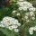 Olearia macrodonta added by Shoot)