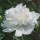 Paeonia lactiflora 'Duchesse de Nemours' added by Shoot)