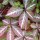 Parthenocissus henryana