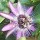 'Eden' is a vigorous, climber with large, dramatic purple flowers marked white in the centre in summer, followed by egg-shaped, orange-yellow fruit. Passiflora 'Eden' added by Shoot)