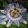 Passiflora caerulea added by Shoot)