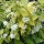 'Aureus' is a deciduous shrub with bright yellow leaves when young, later turning greener and creamy-white, strongly scented flowers in early summer. Philadelphus coronarius 'Aureus' added by Shoot)