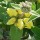 Phlomis chrysophylla added by Shoot)