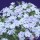 P. douglasii 'Iceberg' is a low-growing, evergreen perennial with blue-tinted, white flowers from late-spring through to early summer. Phlox douglasii 'Iceberg' added by Shoot)