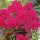 'July Glow' forms dark, red-wine flowers with maroon tinted petals. Phlox juliglut added by Shoot)