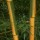 'Castilloni' is a robust bamboo with yellow canes, groved in green with glossy lance-shaped leaves. Phyllostachys bambusoides 'Castilloni' added by Shoot)