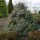 P. omorika 'Nana' is a compact, conical, evergreen coniferous shrub with dark-green needle like foliage that is whitish beneath. Picea omorika 'Nana' added by Shoot)
