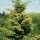 P. orientalis 'Aurea' is a conical, evergreen, coniferous tree with needle-like foliage, yellow when new in spring, becoming green later. Picea orientalis 'Aurea' added by Shoot)