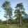 Pinus nigra added by Shoot)