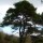 Pinus sylvestris added by Shoot)
