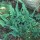 'Longicaudatum' is an evergreen fern with creeping rhizomes and pinnately lobed fronds which taper gradually to a long, slender point. Polypodium glycyrrhiza 'Longicaudatum' added by Shoot)