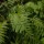 Polypodium vulgare added by Shoot)