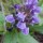 Prunella vulgaris added by Shoot)