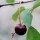 'Morello' is a small deciduous cherry tree or shrub with toothed leaves and white flowers which are followed by self-pollinating dark-red, sour fruits in autumn. Prunus cerasus 'Morello' added by Shoot)