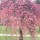 'Pendula Rubra' has rose-pink flowers blossoming from red buds in spring. Prunus pendula 'Pendula Rubra' added by Shoot)