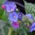 'Lewis Palmer' forms a clump of ovate cream spotted leaves, and clusters of bright blue flowers in early spring opening from pinks buds. Pulmonaria 'Lewis Palmer' added by Shoot)