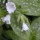 'Sissinghurst White' forms a clump of white-spotted ovate leaves, and clusters of pure white flowers opening from pink buds. Pulmonaria 'Sissinghurst White' added by Shoot)