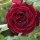 'Guinée' is a climbing hybrid tea rose with highly scented, deep maroon-red flowers on a long stem in summer and autumn. Rosa 'Guinée' added by Shoot)