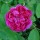 'Roseraie de l'Hay' is a Rugosa rose.  It is a vigorous, upright shrub with glossy, wrinkled leaves that turn yellow in autumn.  In summer and autumn, it bears clusters of large, fragrant, double, dark purplish-pink flowers. Rosa 'Roseraie de l'Hay' added by Shoot)