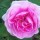 Gertrude Jekyll is a Shrub rose.  It is an upright shrub with dark-green leaves and clusters of heavily scented, double, dark-pink flowers in summer and autumn. Rosa Gertrude Jekyll added by Shoot)