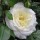 Ice Cream is a Hybrid Tea rose.  It is a small, compact shrub with dark-green leaves, red-tinged when new and remaining bronzed.  In summer and autumn, it bears large, double, scented, creamy-white flowers. Rosa Ice Cream added by Shoot)