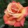Remember Me is a Hybrid Tea rose.  It is a vigorous, compact shrub with dark-green, shiny leaves that are bronzed when new.  In summer and autumn, it bears large, double, orange flowers that are dark-orange at the margins of the petals. Rosa Remember Me added by Shoot)