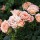 Sweet Dream is a Patio rose.  It is a dwarf shrub with relatively small, dark-green, shiny leaves and in summer and autumn, bears clusters of lightly fragrant, double, apricot-pink flowers. Rosa Sweet Dream added by Shoot)