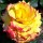 Tequila Sunrise is a Hybrid Tea rose.  It is a compact shrub with shiny, bronze-tinted, dark-green leaves and in summer and autumn, bears clusters of large, double, golden-yellow flowers that are flushed red at the edges of their petals. Rosa Tequila Sunrise added by Shoot)