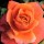 Troika is an Hybrid Tea rose.  It has shiny, dark-green leaves that are bronzed when young and in summer and autumn, bears large, fragrant, double, apricot flowers that are flushed red at the edges of their petals. Rosa Troika added by Shoot)