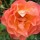 Westerland is a Shrub rose.  It is a vigorous, upright shrub whose leaves are bonze-tinted when new.  In summer and autumn, it bears clusters of fragrant, semi-double, orange flowers that are yellow on the undersides of the petals. Rosa Westerland added by Shoot)