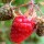 Rubus idaeus 'Malling Admiral'