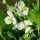 Sagittaria latifolia added by Shoot)