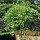 Salix caprea 'Kilmarnock'
