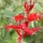 Salvia elegans 'Scarlet Pineapple' added by Shoot)