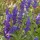 'Rhea'  is an upright perennial, often grown as an annual, with leaves whitish-hairy beneath, and spikes of violet-blue flowers in summer and autumn. Salvia farinacea 'Rhea' added by Shoot)