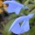 Salvia patens 'Cambridge Blue' added by Shoot)
