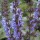 'Indigo' is a clump-forming, herbaceous perennial with dark-green, aromatic, ovate leaves and tall spikes of violet flowers in summer. Salvia pratensis 'Indigo' added by Shoot)