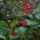 Salvia roemeriana added by Shoot)