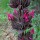 Salvia spathacea added by Shoot)