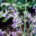 Salvia transsylvanica added by Shoot)