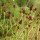 Sanguisorba officinalis added by Shoot)