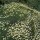 Santolina pinnata subsp. neapolitana
