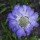 'Perfecta Blue' is a clump-forming perennial with entire basal leaves and pale-centred lavender-blue flowers on erect stems in summer. Scabiosa caucasica 'Perfecta Blue' added by Shoot)